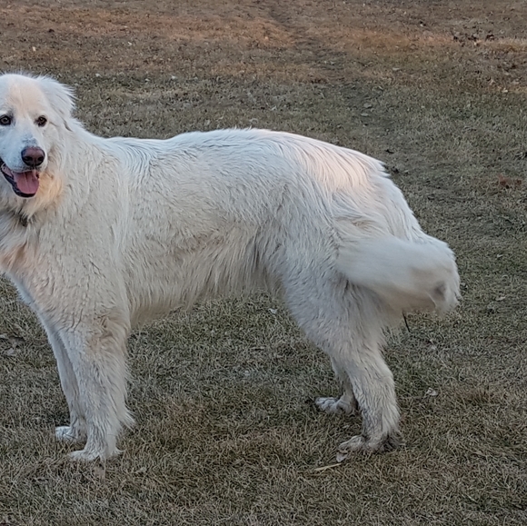 Meet your Posher, Darcia - Picture 2 of 3